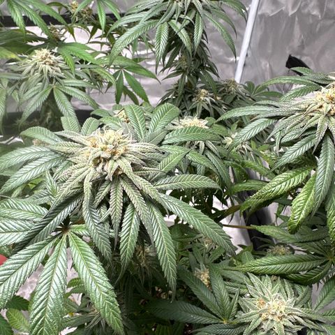Strawberry Cough growlog timeline photo