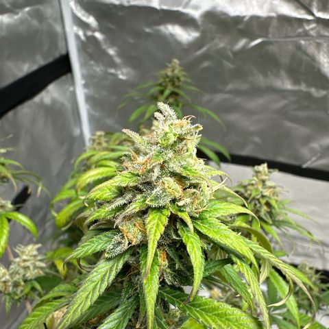 Godzilla Haze growlog timeline photo