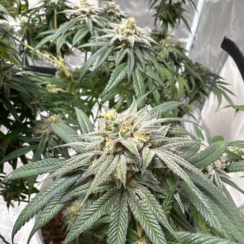 Strawberry Cough growlog timeline photo