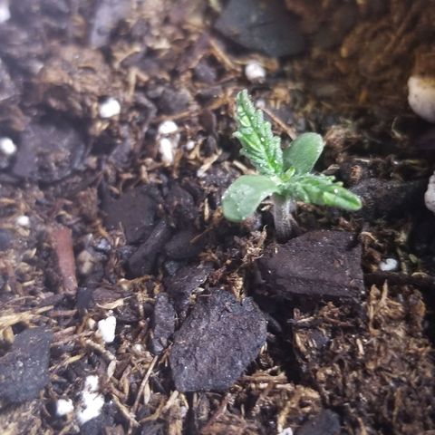 Caramelicious  growlog timeline photo