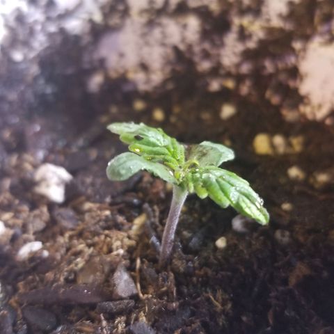 Caramelicious  growlog timeline photo