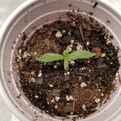 Caramelicious  growlog timeline photo