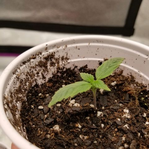 Caramelicious  growlog timeline photo