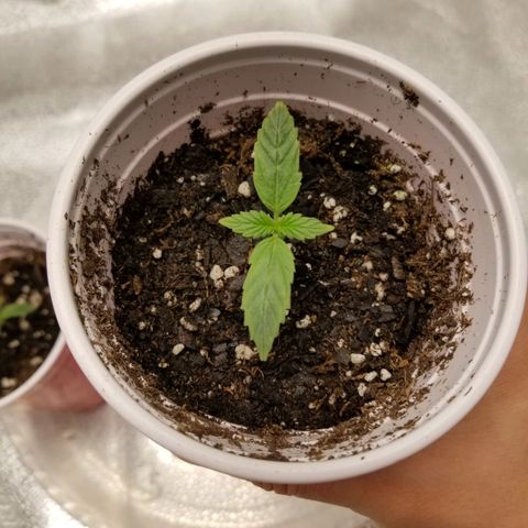 Caramelicious  growlog timeline photo