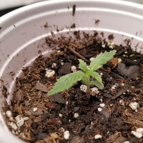 Caramelicious  growlog timeline photo