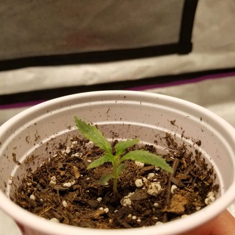 Caramelicious  growlog timeline photo