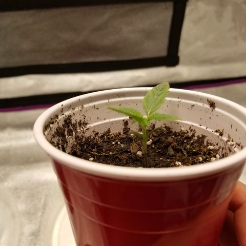 Caramelicious  growlog timeline photo