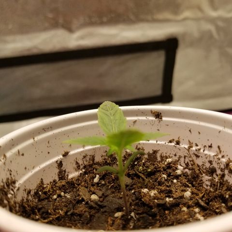 Caramelicious  growlog timeline photo