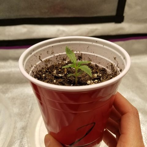 Caramelicious  growlog timeline photo