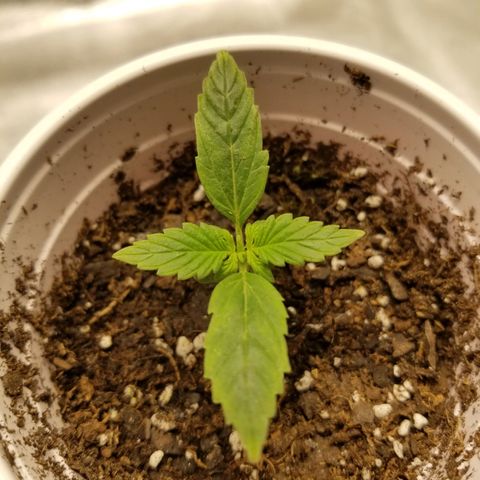 Caramelicious  growlog timeline photo