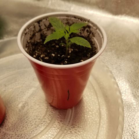 Caramelicious  growlog timeline photo