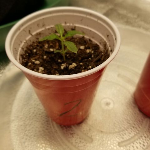Caramelicious  growlog timeline photo