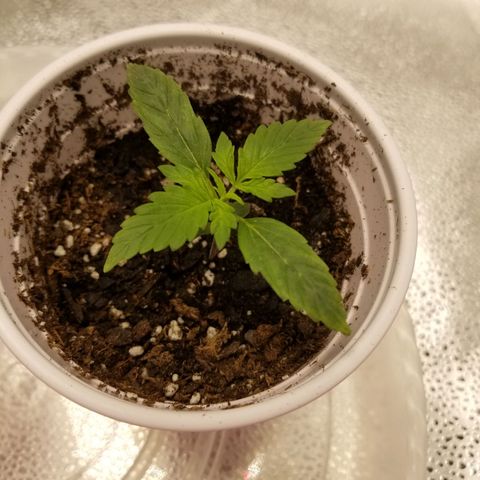 Caramelicious  growlog timeline photo