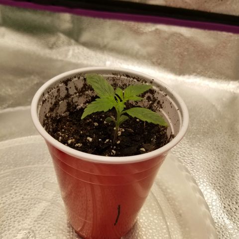 Caramelicious  growlog timeline photo