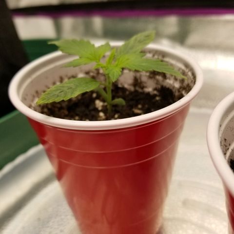 Caramelicious  growlog photo: Morning after nutrients 