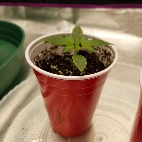 Caramelicious  growlog photo: Morning after nutrients 