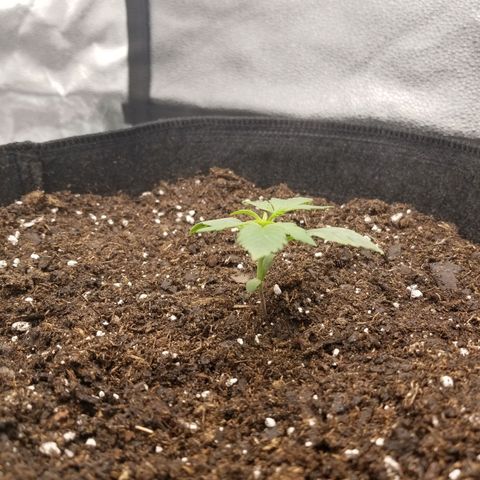 Caramelicious  growlog timeline photo