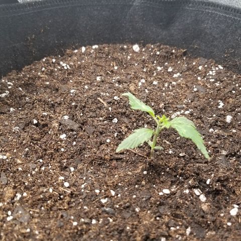 Caramelicious  growlog timeline photo