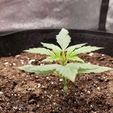 Caramelicious  growlog photo: #1