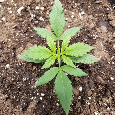 Caramelicious  growlog photo: #1