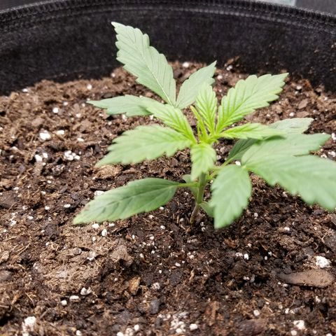 Caramelicious  growlog photo: #1
