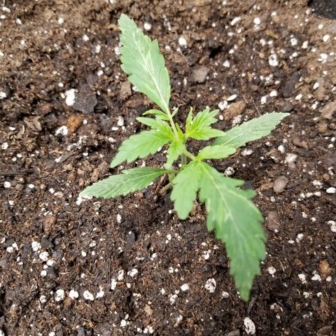 Caramelicious  growlog photo: #2