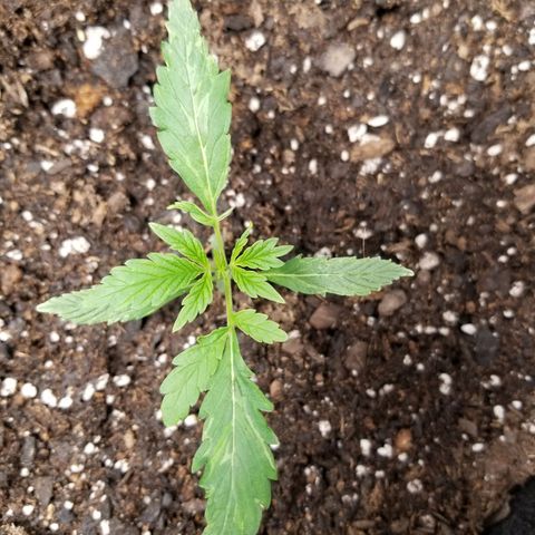 Caramelicious  growlog photo: #2