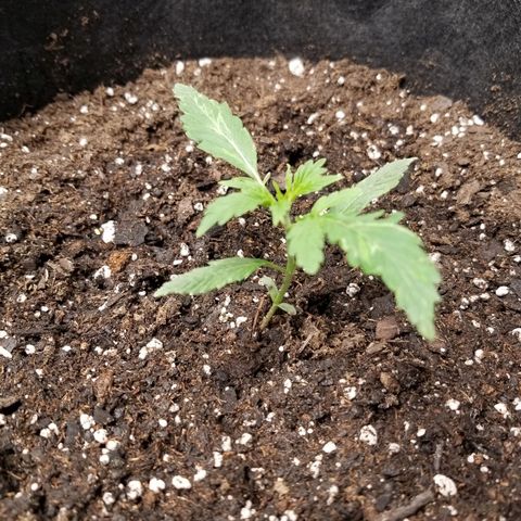Caramelicious  growlog photo: #2
