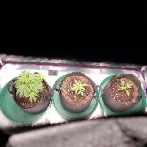 Caramelicious  growlog photo: Day after nutrient. 
Clone absorbed about 300 ppm
Carmelicious TDS ran higher. Considering flushing the two smaller plants. 