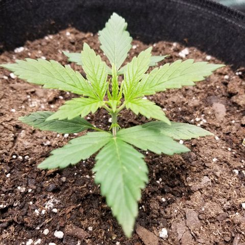 Caramelicious  growlog timeline photo
