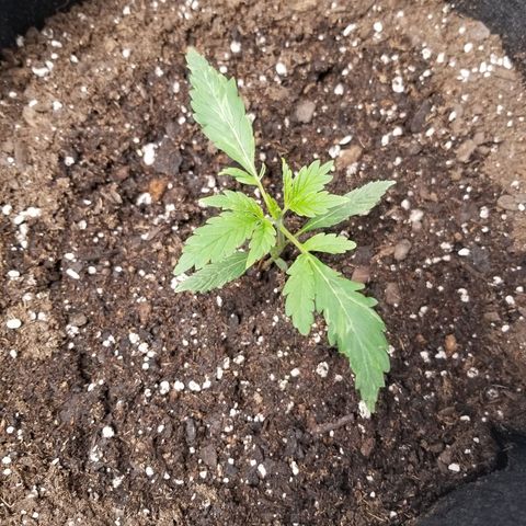 Caramelicious  growlog timeline photo