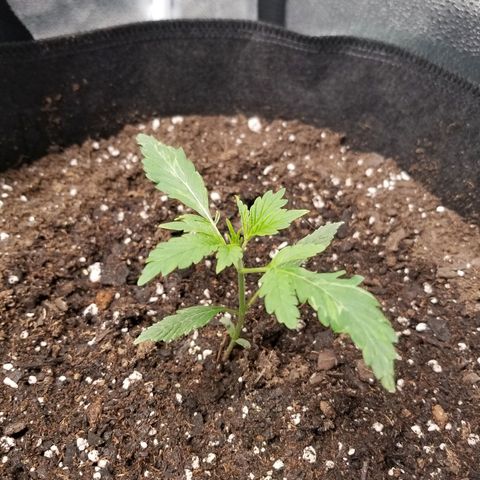 Caramelicious  growlog timeline photo