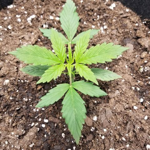 Caramelicious  growlog timeline photo