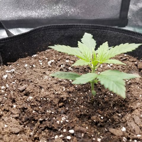 Caramelicious  growlog timeline photo