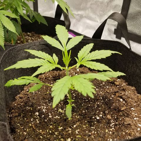 Caramelicious  growlog timeline photo