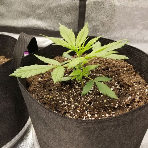 Caramelicious  growlog timeline photo
