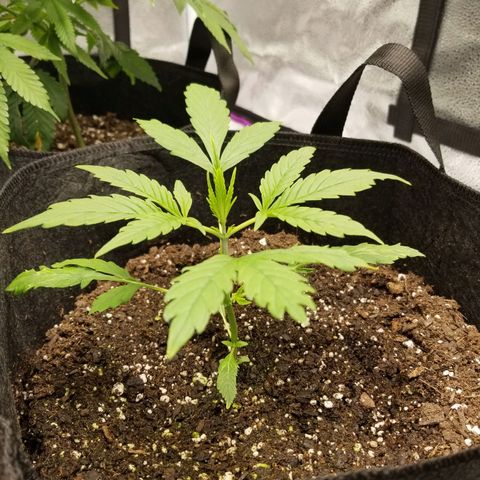 Caramelicious  growlog timeline photo