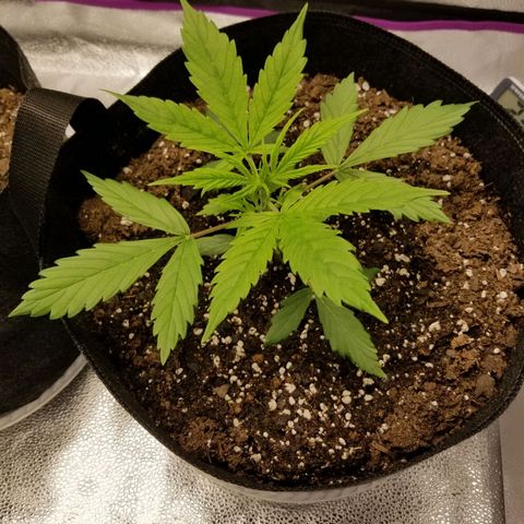 Caramelicious  growlog timeline photo