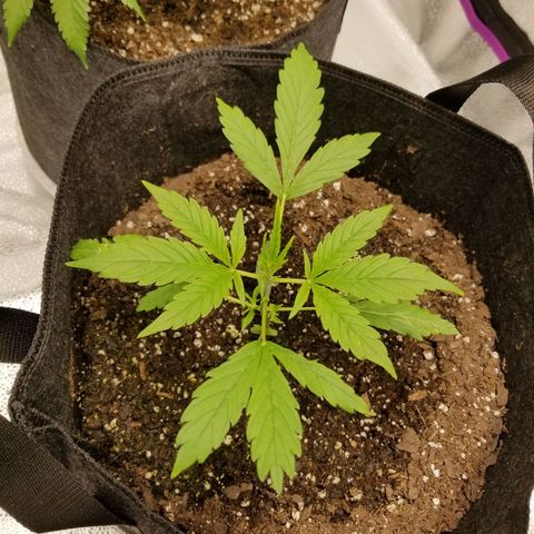 Caramelicious  growlog timeline photo