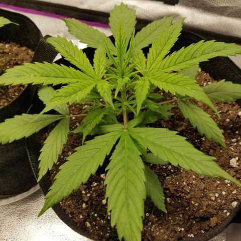 Caramelicious  growlog timeline photo