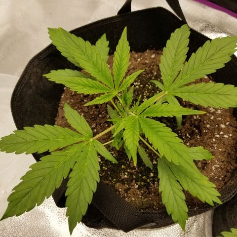 Caramelicious  growlog timeline photo