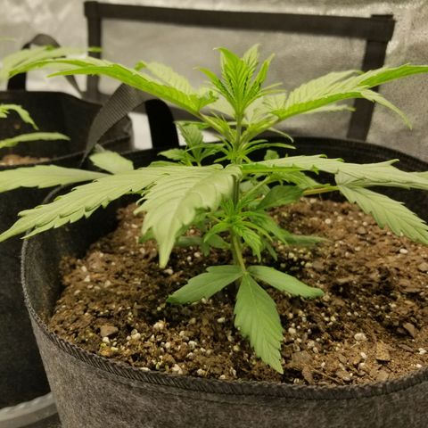 Caramelicious  growlog timeline photo