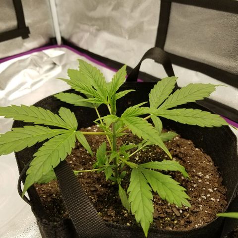 Caramelicious  growlog timeline photo