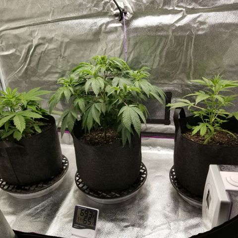 Caramelicious  growlog timeline photo