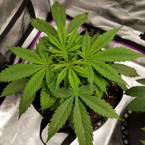 Caramelicious  growlog photo: Plant 1