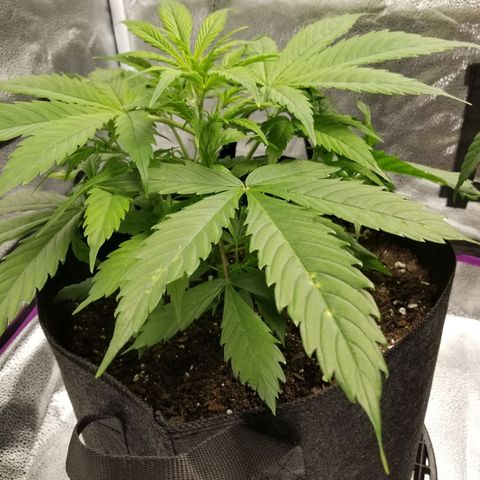 Caramelicious  growlog photo: Plant 1