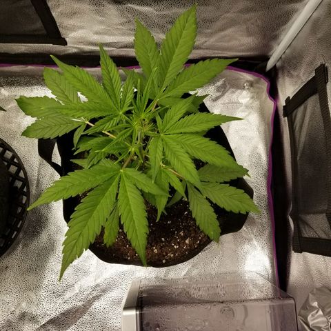 Caramelicious  growlog photo: Plant 2