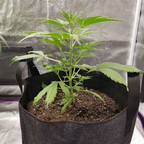 Caramelicious  growlog photo: Plant 2