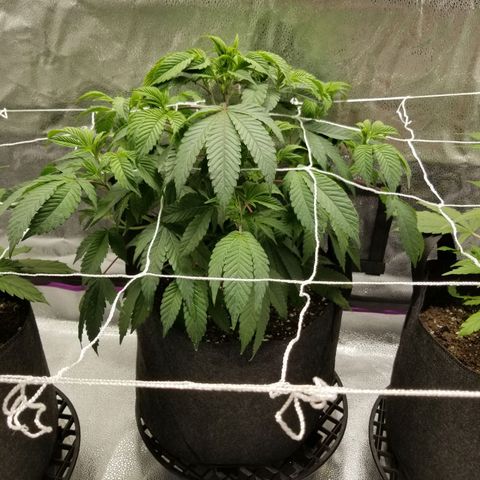 Caramelicious  growlog timeline photo