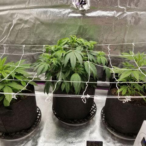 Caramelicious  growlog timeline photo